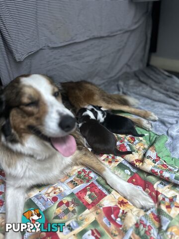 Border Collie Puppies