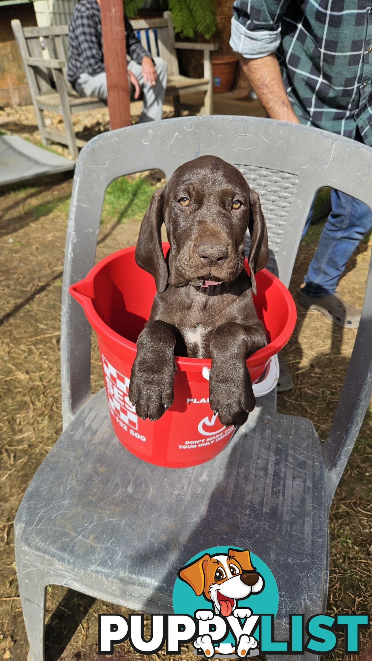 German Shorthaired Pointer Pups