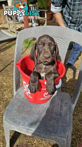 German Shorthaired Pointer Pups