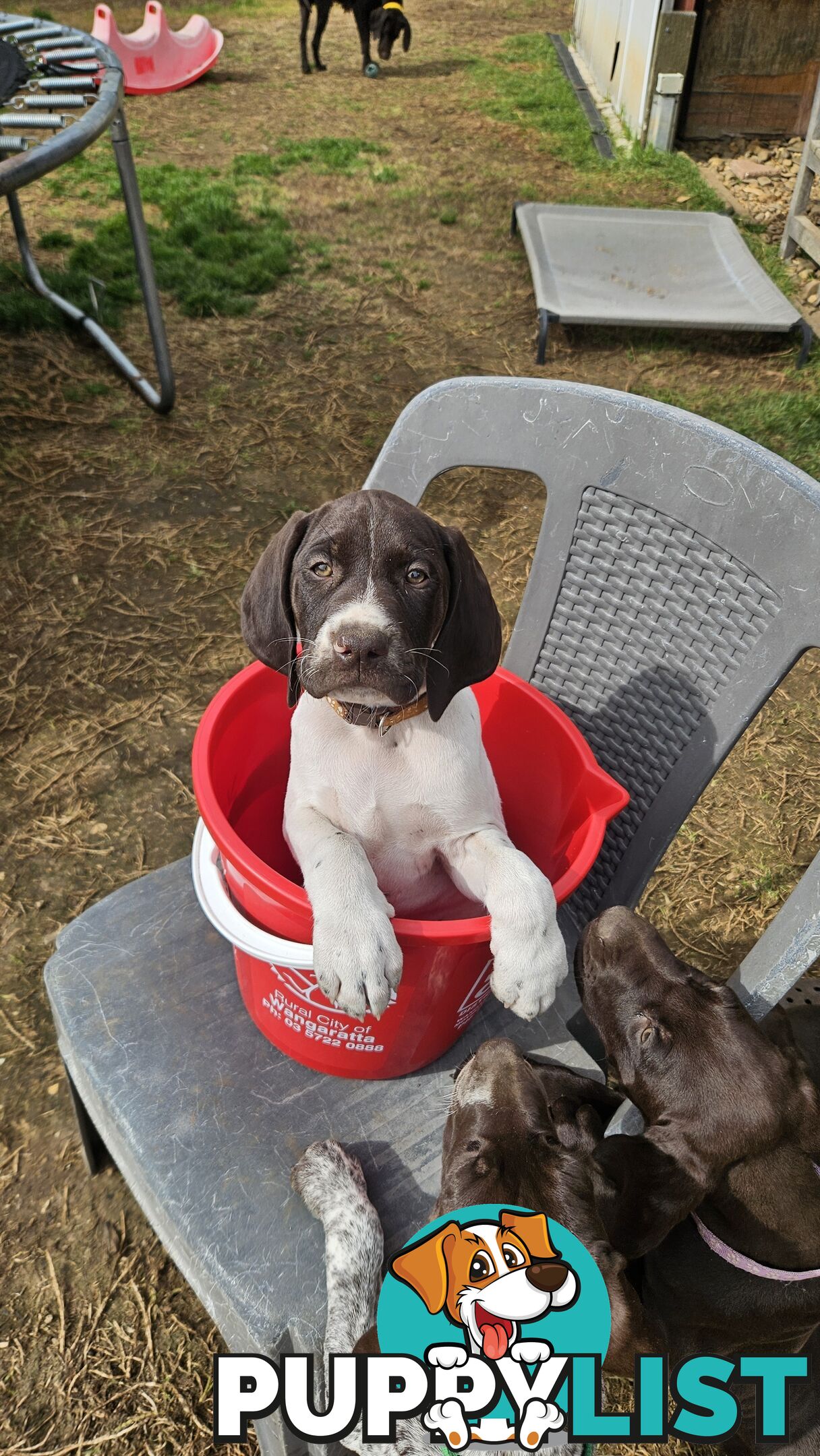 German Shorthaired Pointer Pups