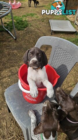 German Shorthaired Pointer Pups