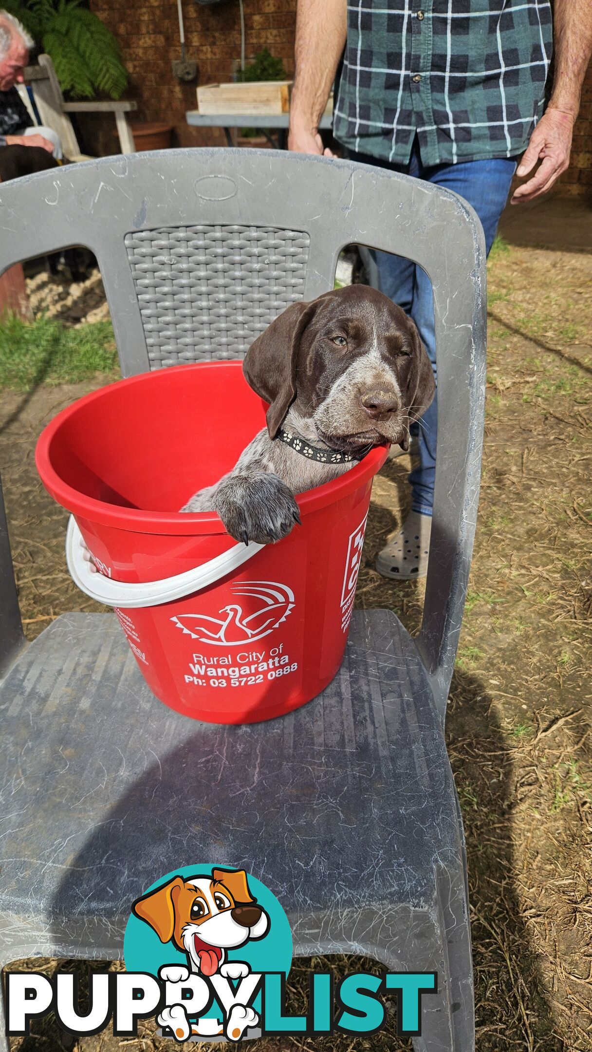 German Shorthaired Pointer Pups