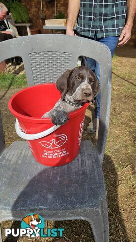 German Shorthaired Pointer Pups