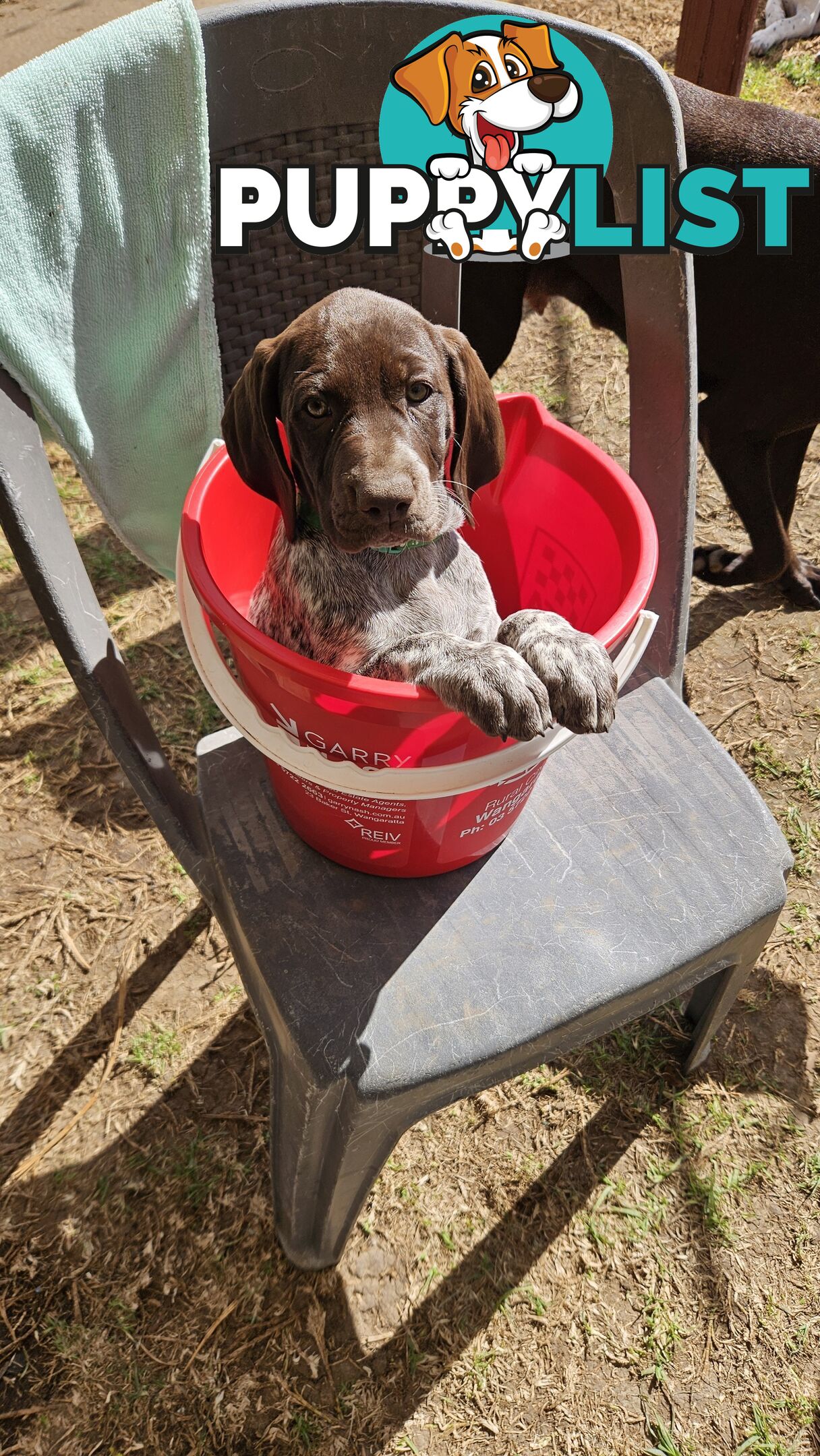 German Shorthaired Pointer Pups