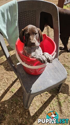 German Shorthaired Pointer Pups