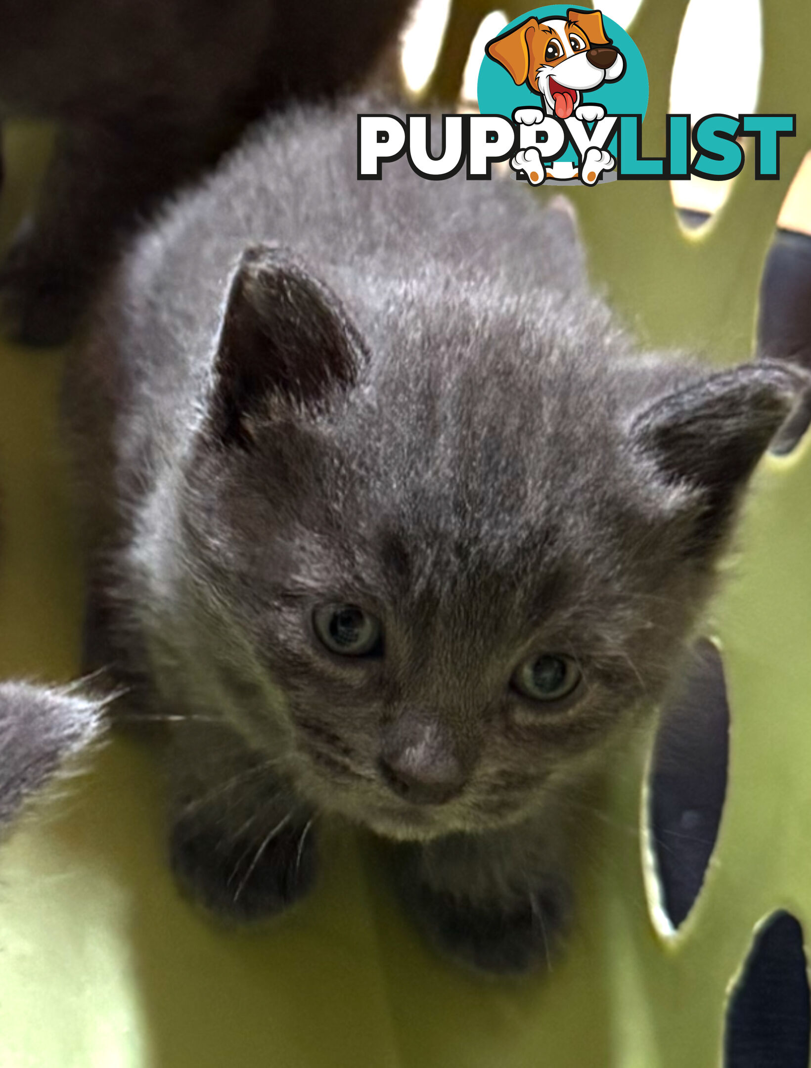 Russian Blue Kittens