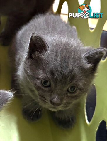 Russian Blue Kittens