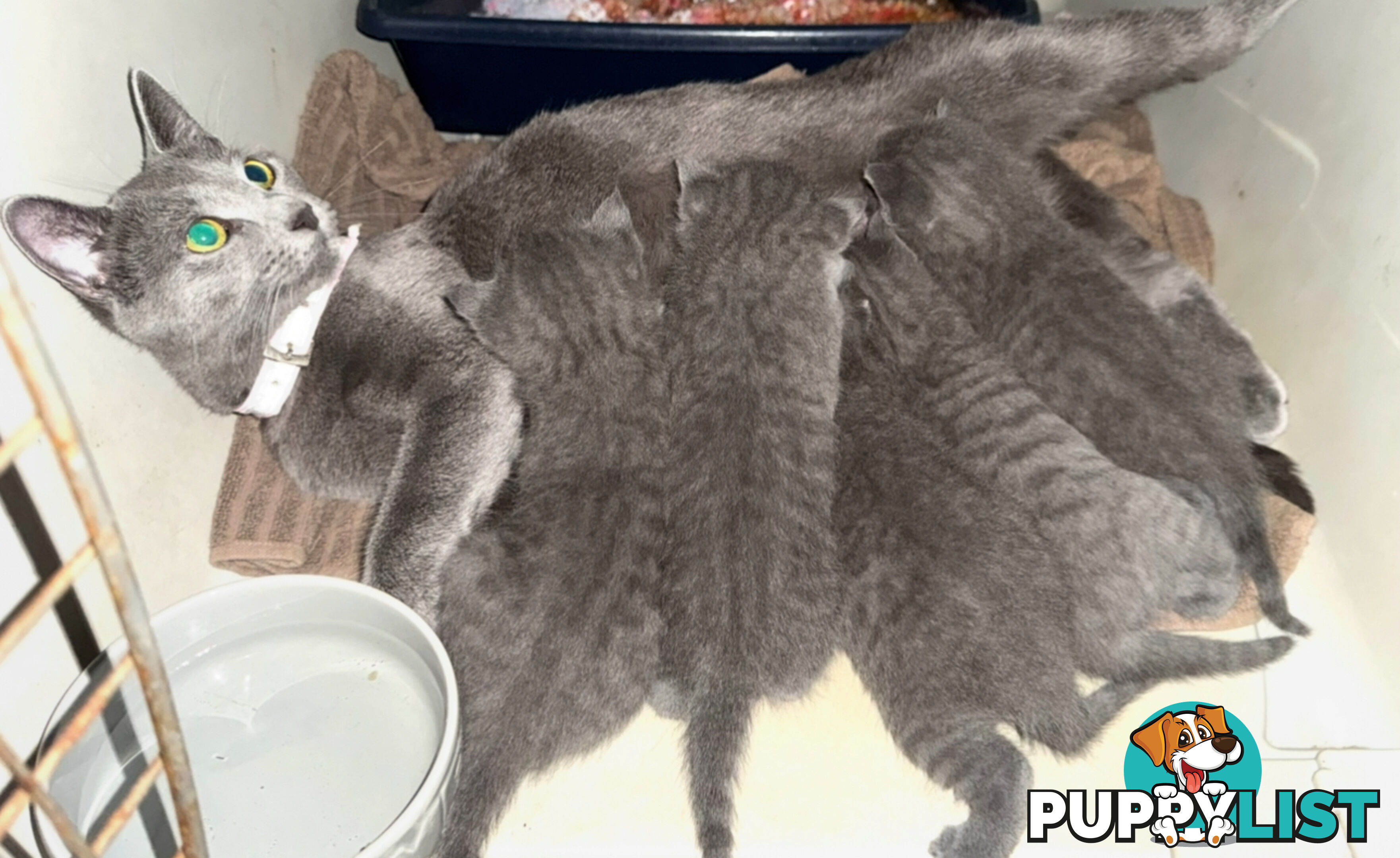 Pure Bred Russian Blue Kittens