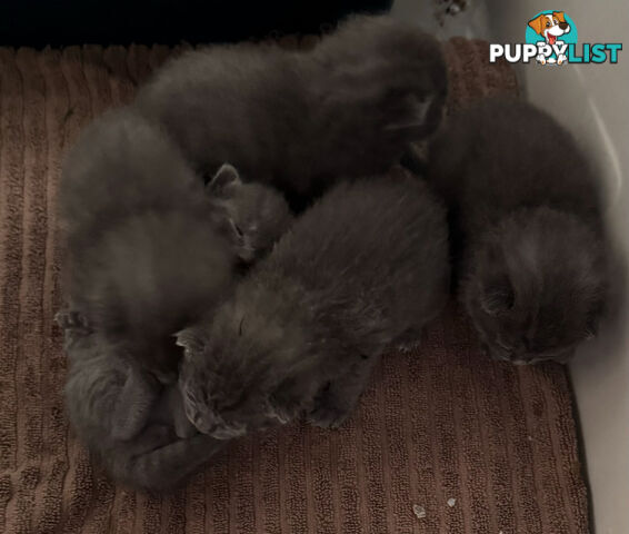 Pure Bred Russian Blue Kittens