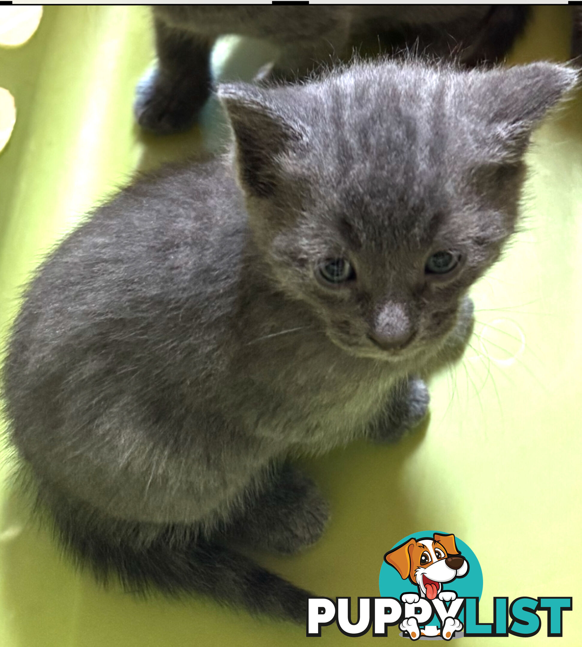 Russian Blue Kittens