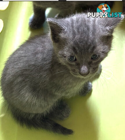 Russian Blue Kittens