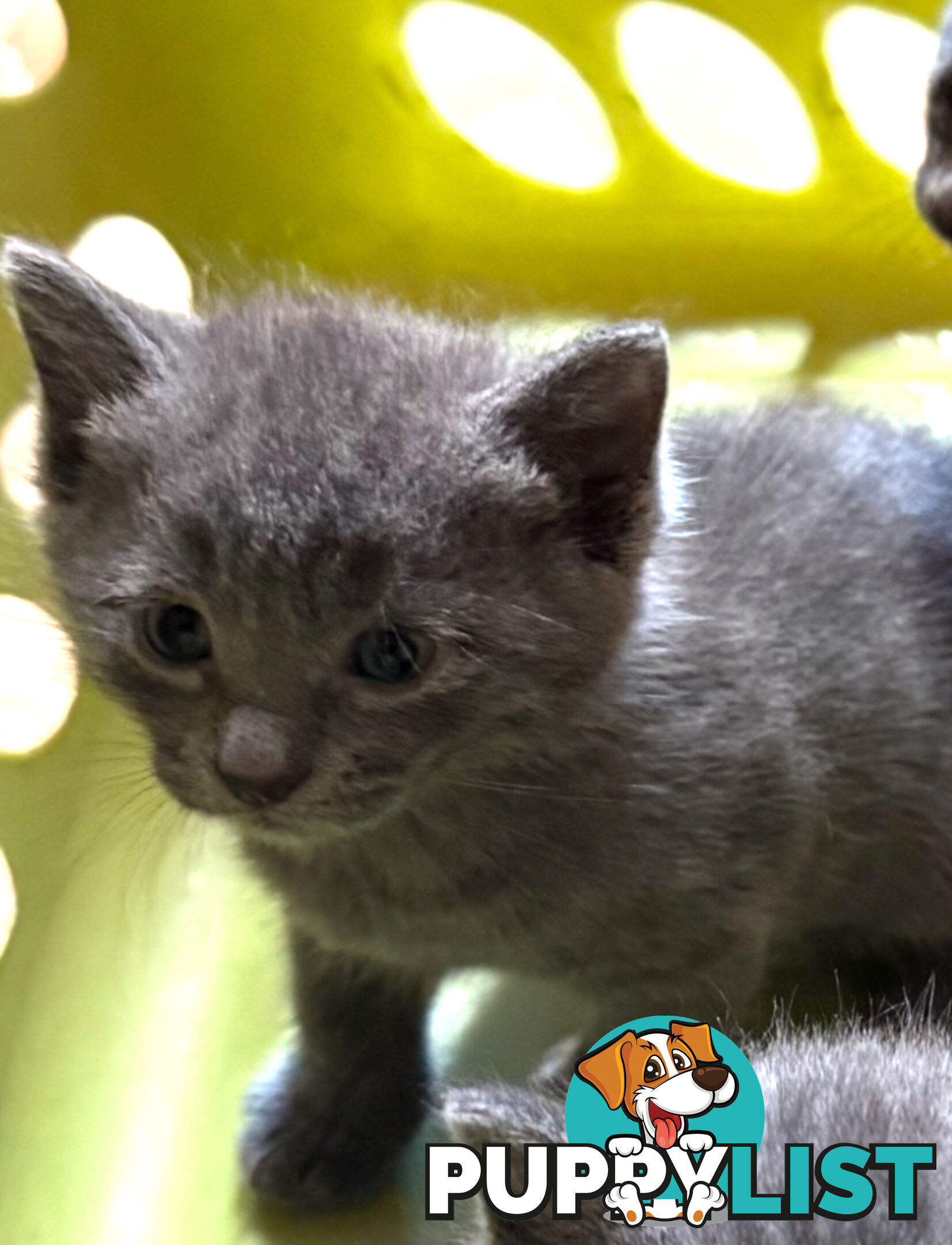 Russian Blue Kittens