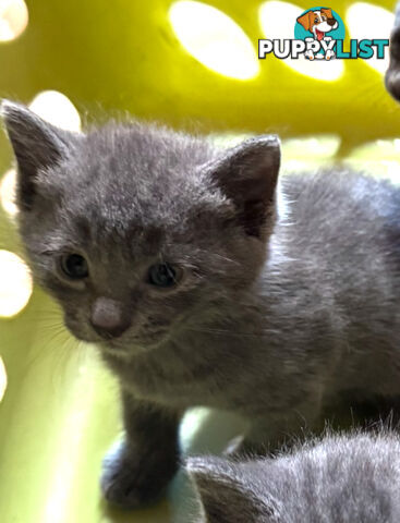 Russian Blue Kittens