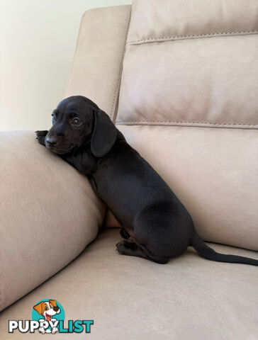 Black, Red & Black/tan miniature dachshunds ready