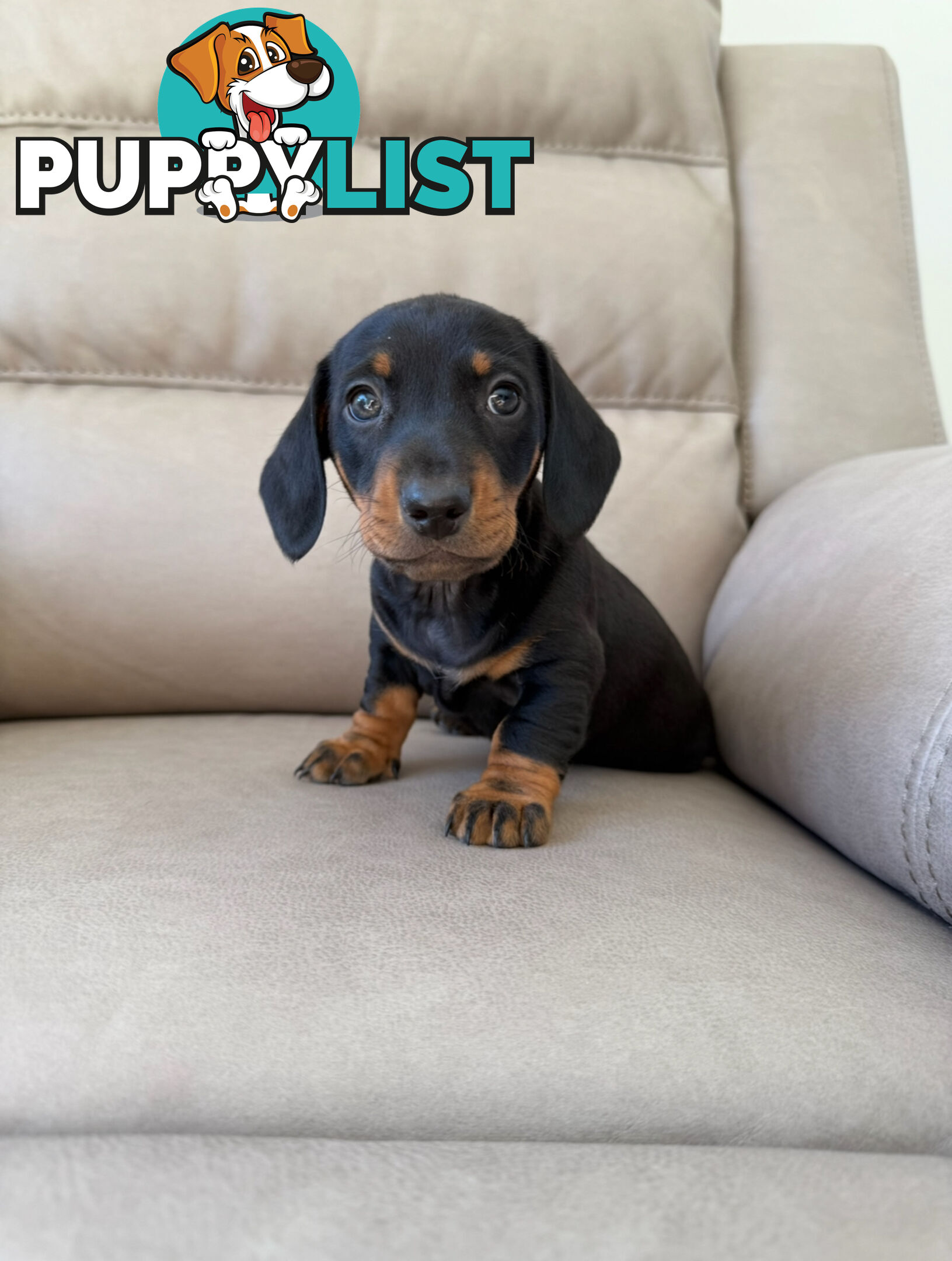 Black, Red & Black/tan miniature dachshunds ready