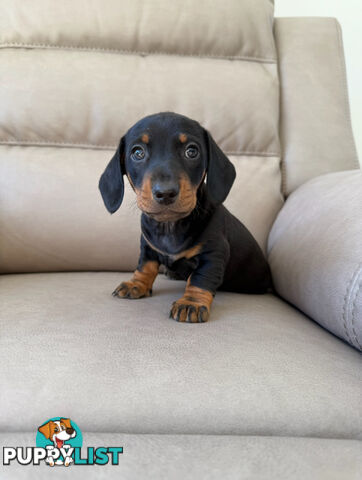 Black, Red & Black/tan miniature dachshunds ready