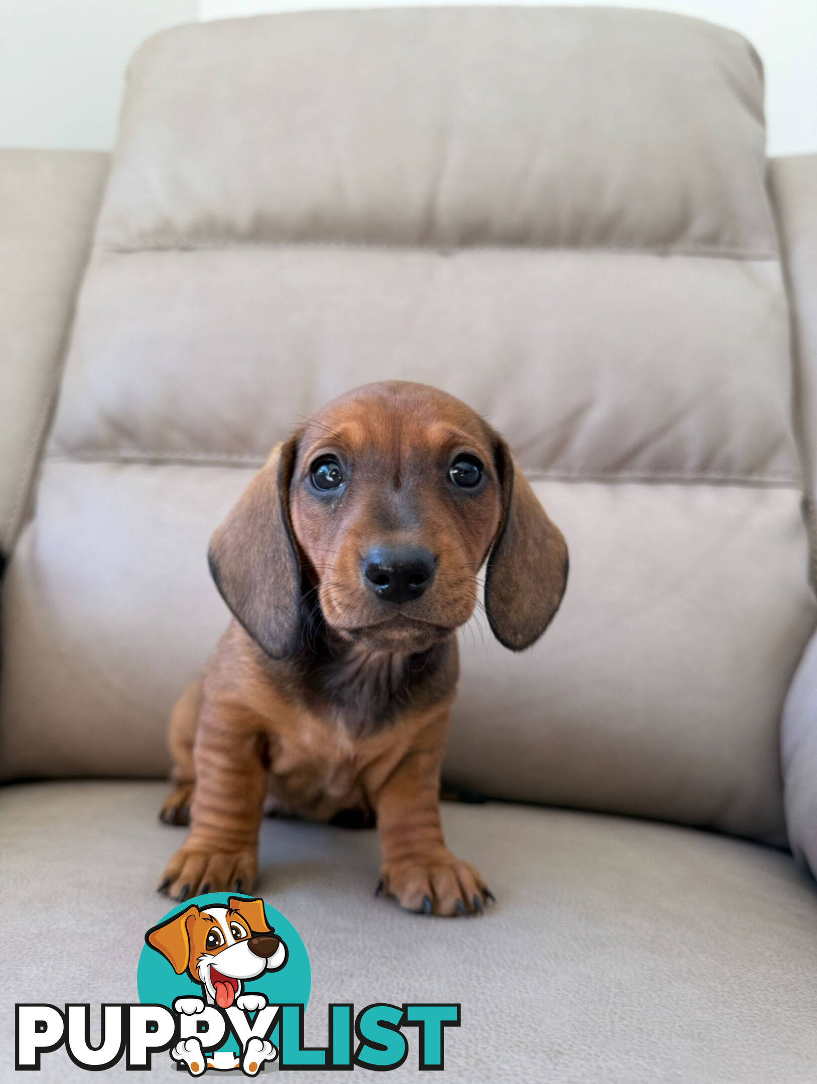 Black, Red & Black/tan miniature dachshunds ready