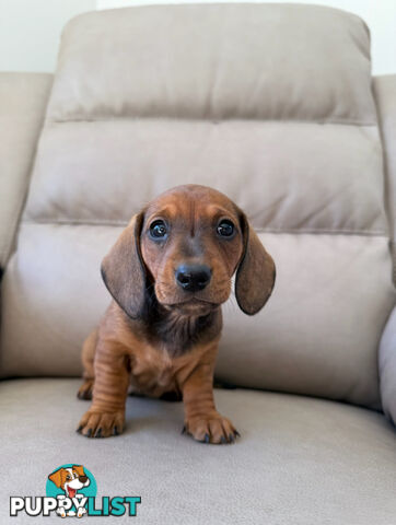Black, Red & Black/tan miniature dachshunds ready