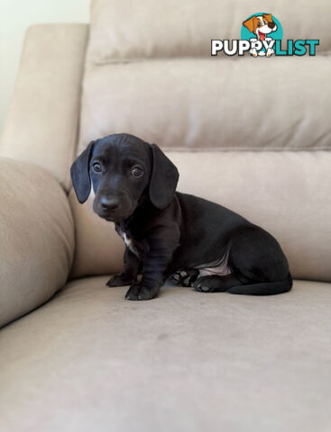 Black, Red & Black/tan miniature dachshunds ready