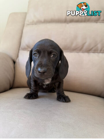 Black, Red & Black/tan miniature dachshunds ready