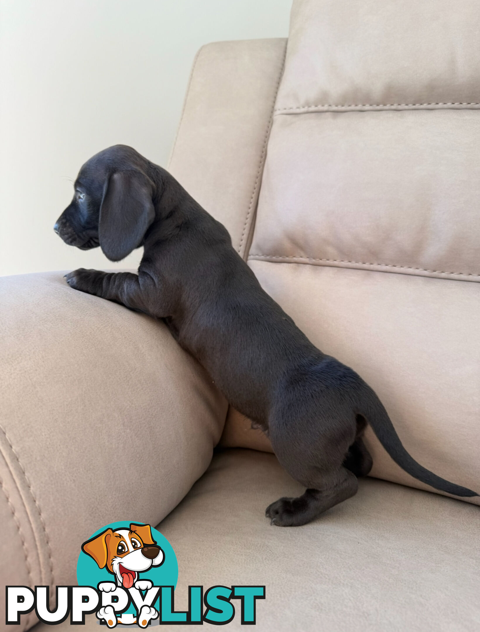 Black, Red & Black/tan miniature dachshunds ready