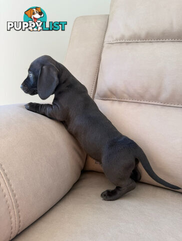 Black, Red & Black/tan miniature dachshunds ready