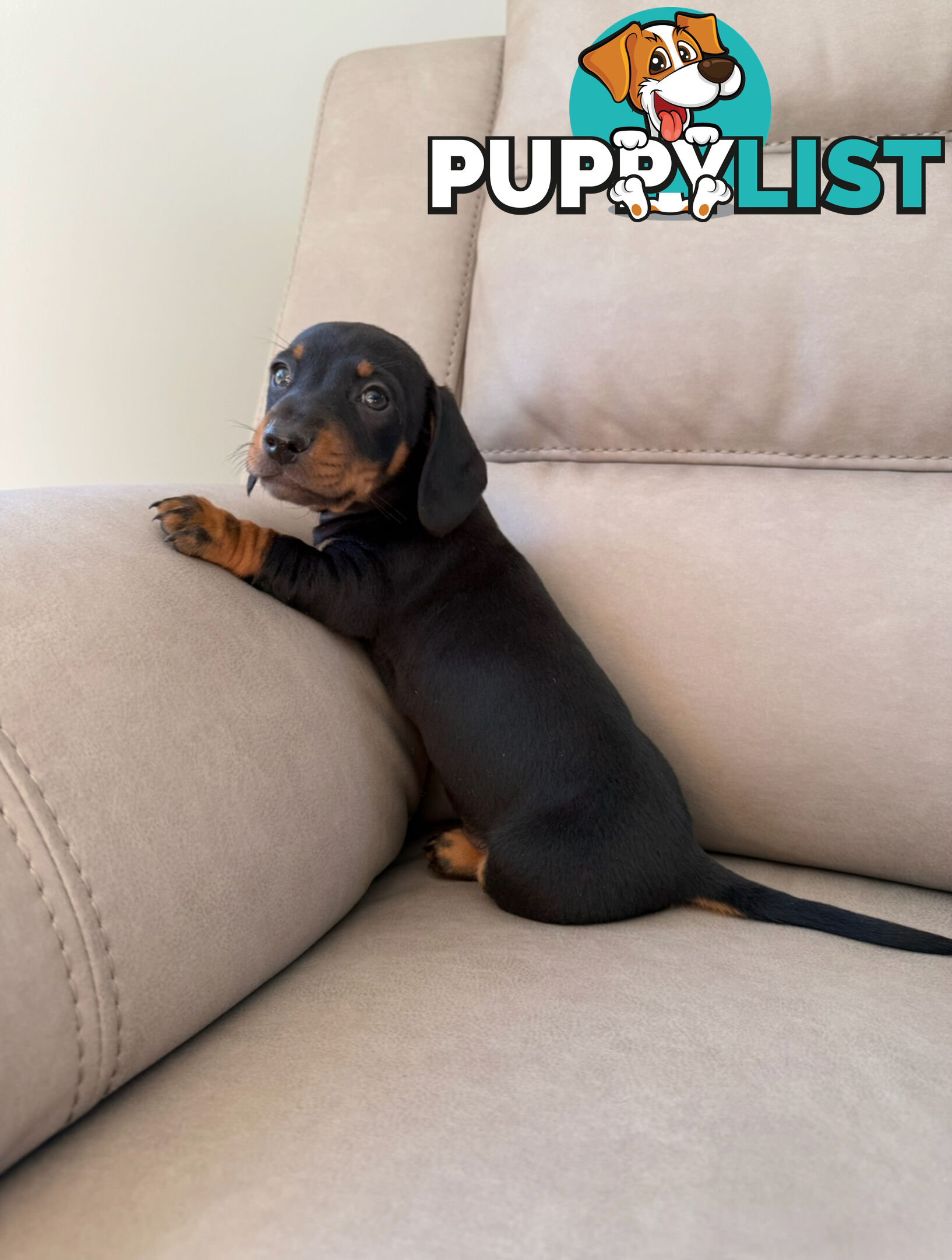Black, Red & Black/tan miniature dachshunds ready