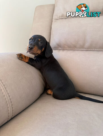 Black, Red & Black/tan miniature dachshunds ready