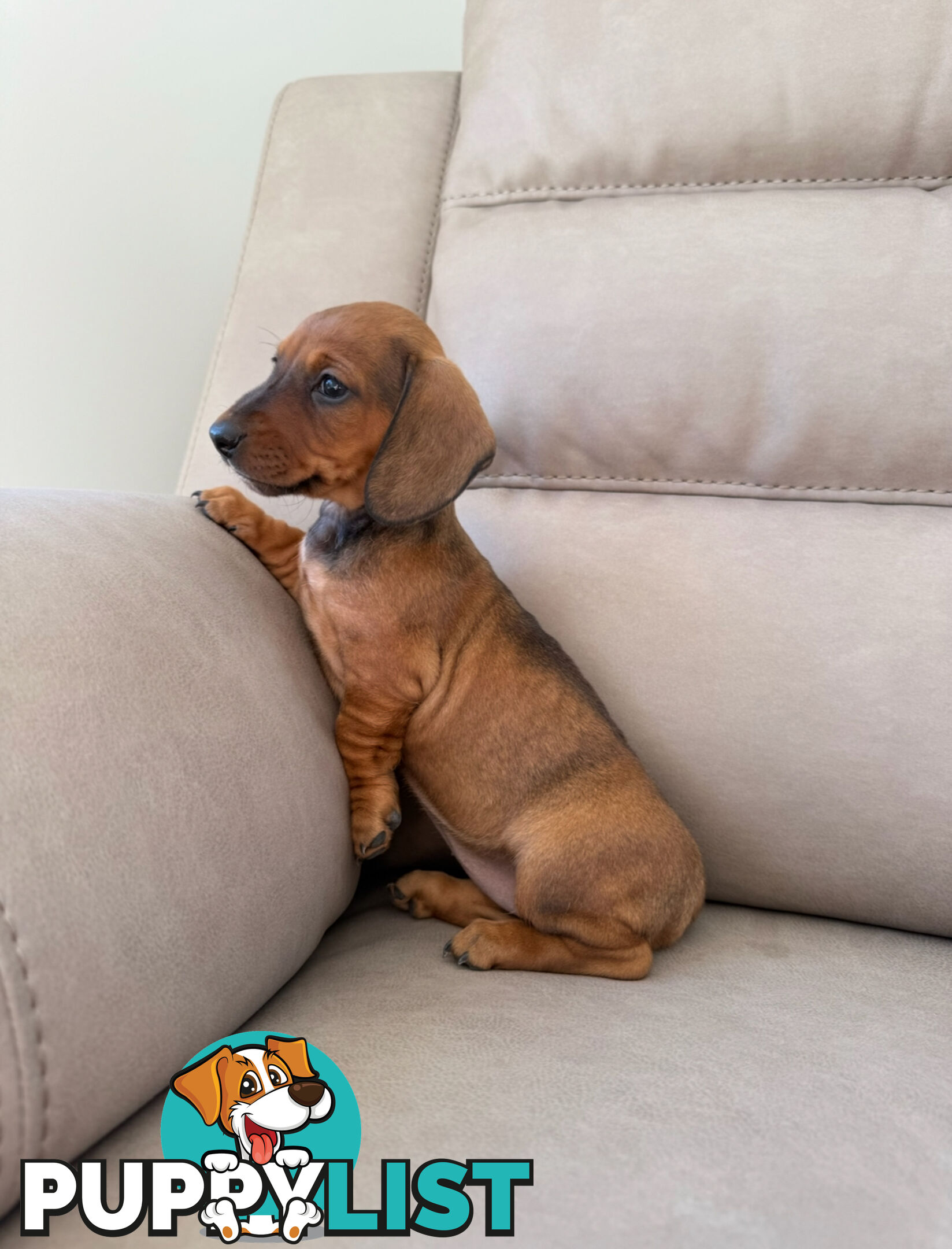 Black, Red & Black/tan miniature dachshunds ready