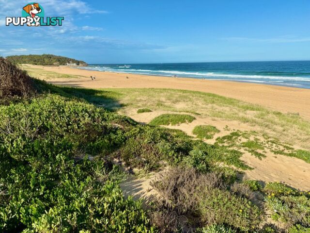 3/169 Ocean Street NARRABEEN NSW 2101