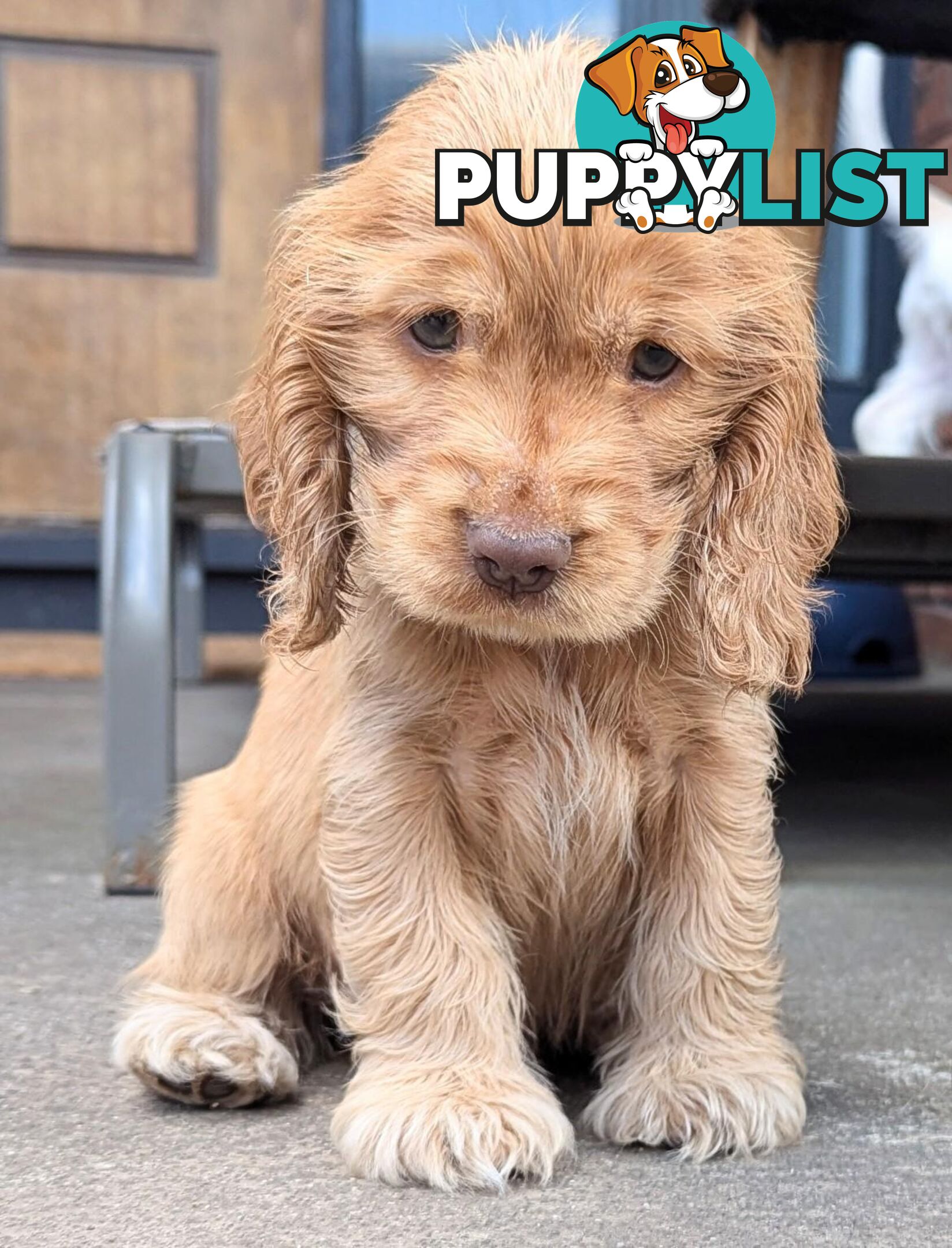 Purebred Pedigree English Cocker Spaniel Puppy