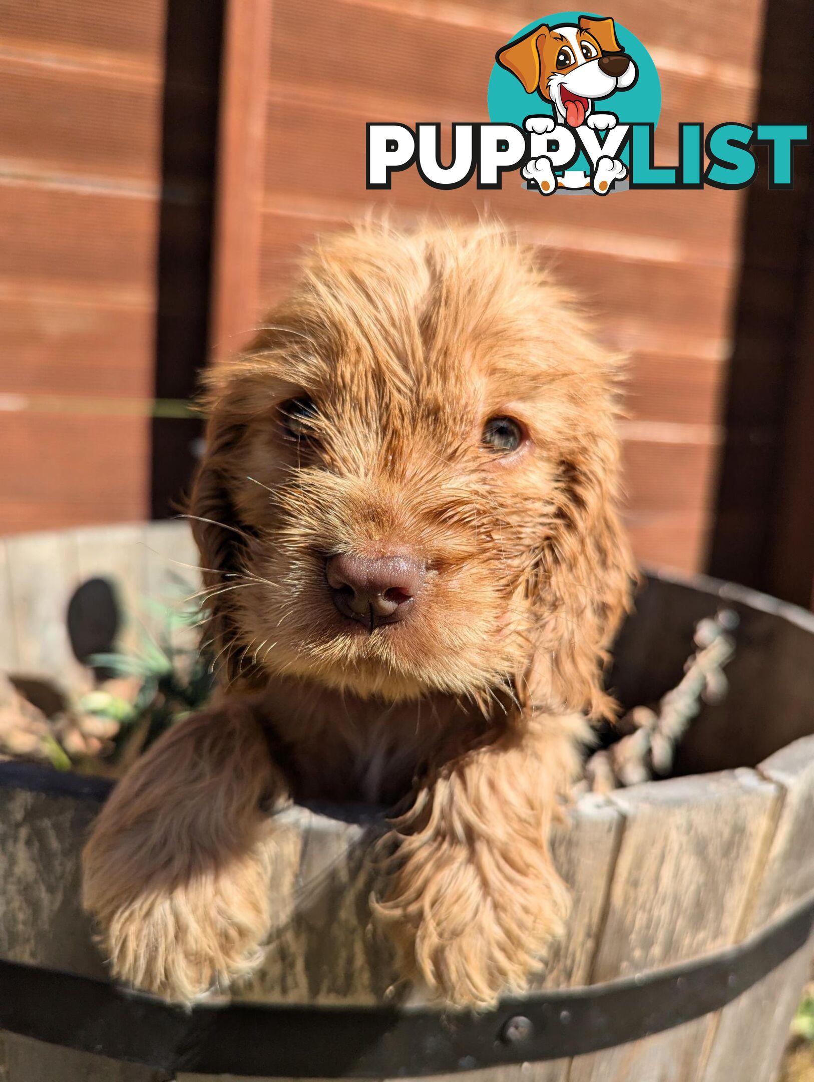 Purebred Pedigree English Cocker Spaniel Puppy