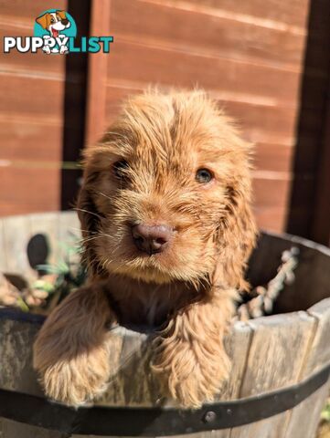 Purebred Pedigree English Cocker Spaniel Puppy