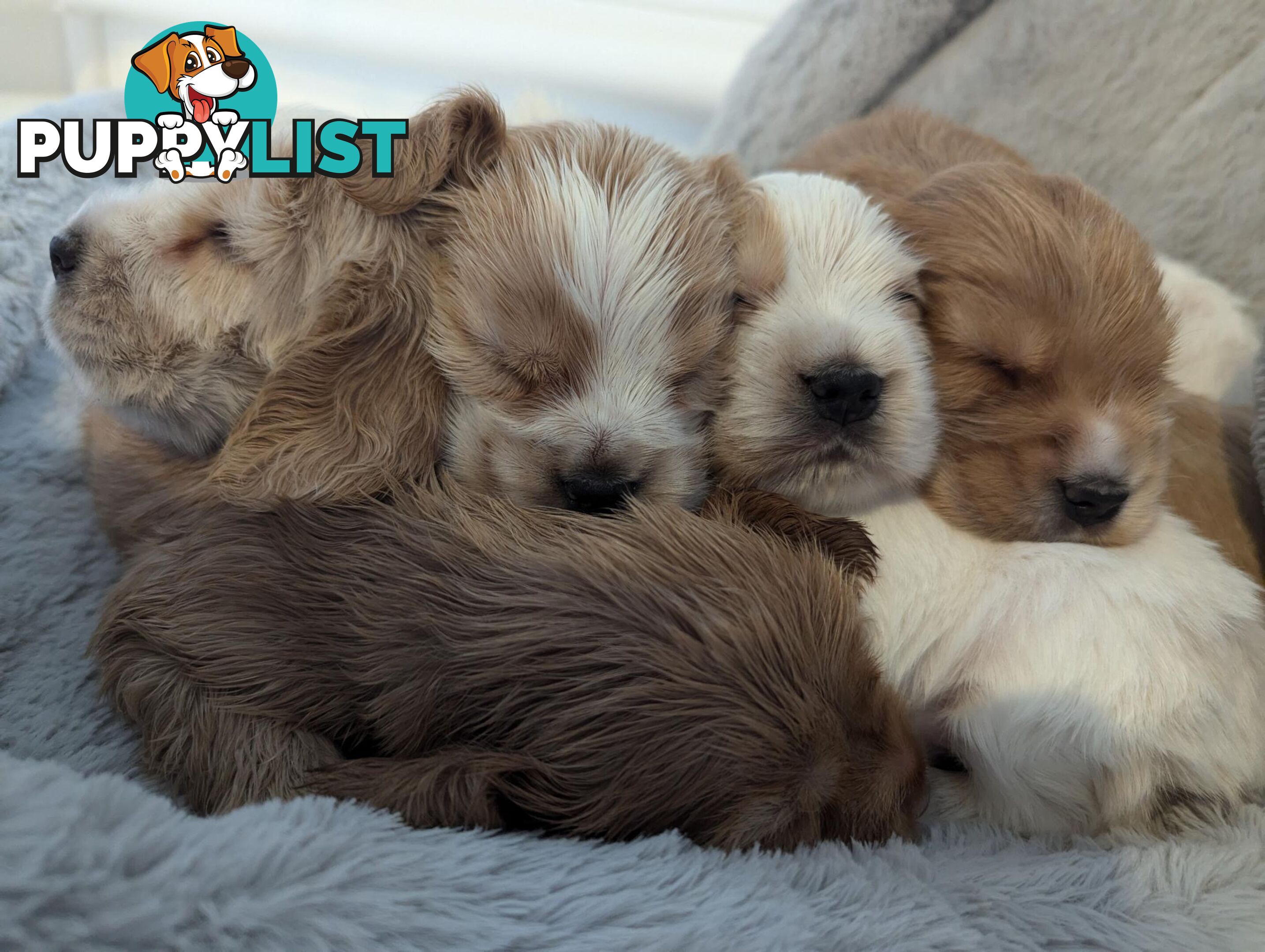 Purebred Pedigree English Cocker Spaniel Puppy