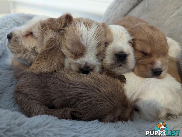 Purebred Pedigree English Cocker Spaniel Puppy