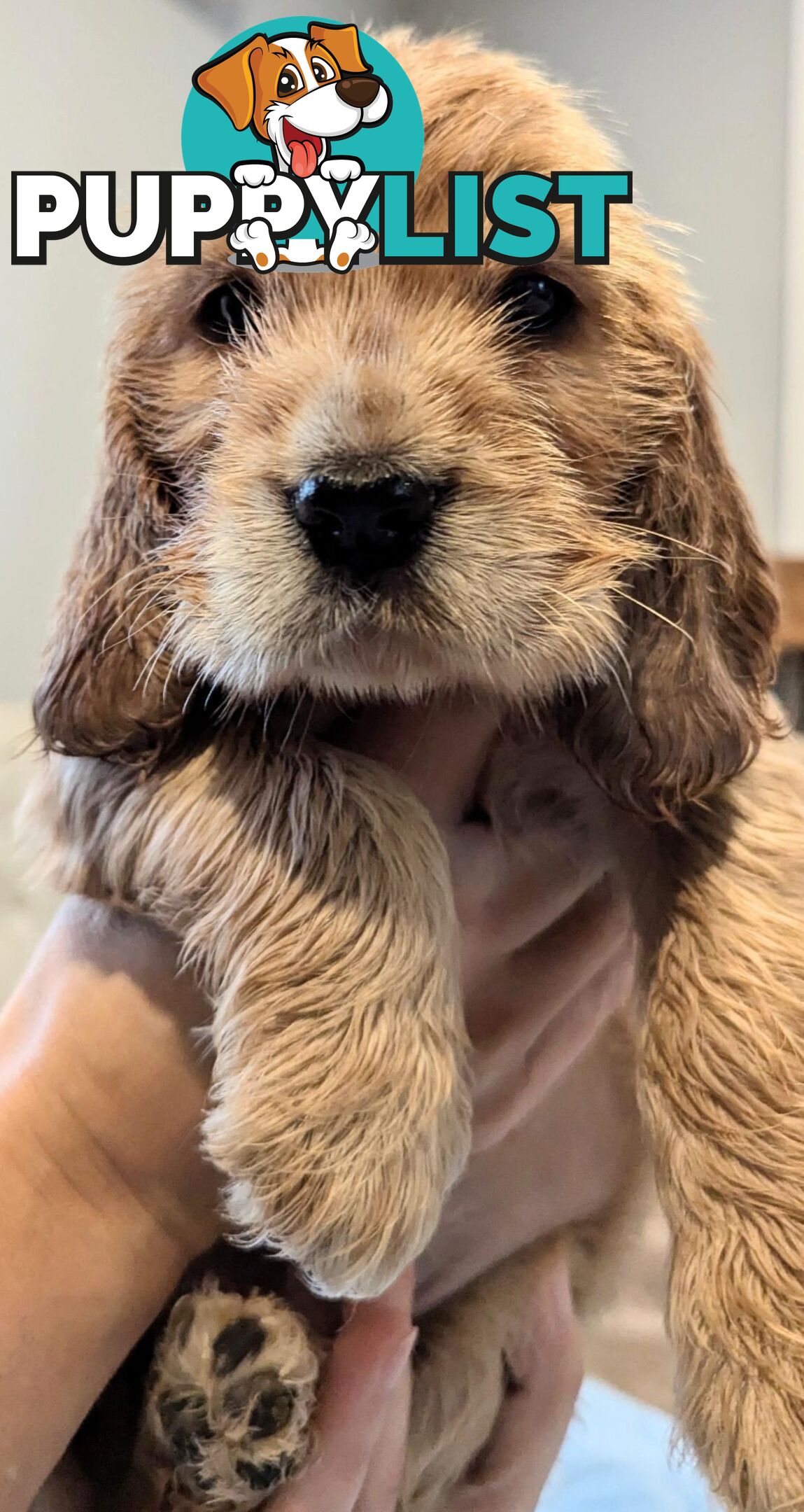 Purebred Pedigree English Cocker Spaniel Puppy