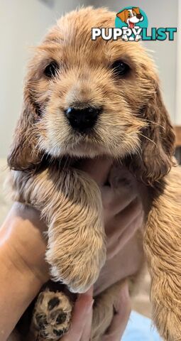 Purebred Pedigree English Cocker Spaniel Puppy