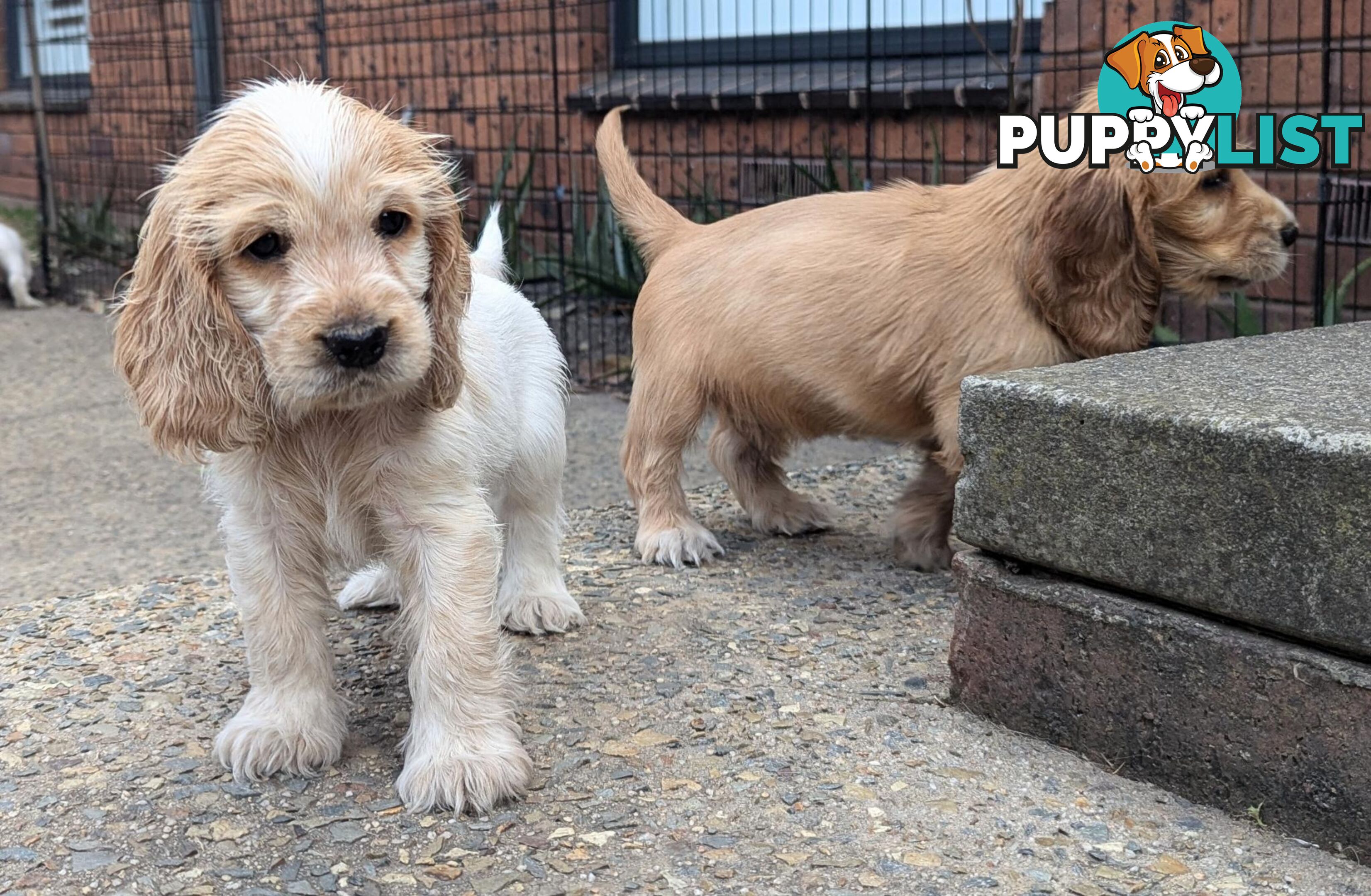 Purebred Pedigree English Cocker Spaniel Puppy