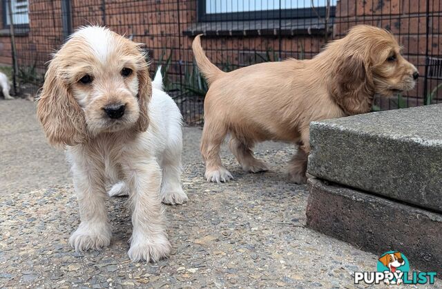 Purebred Pedigree English Cocker Spaniel Puppy