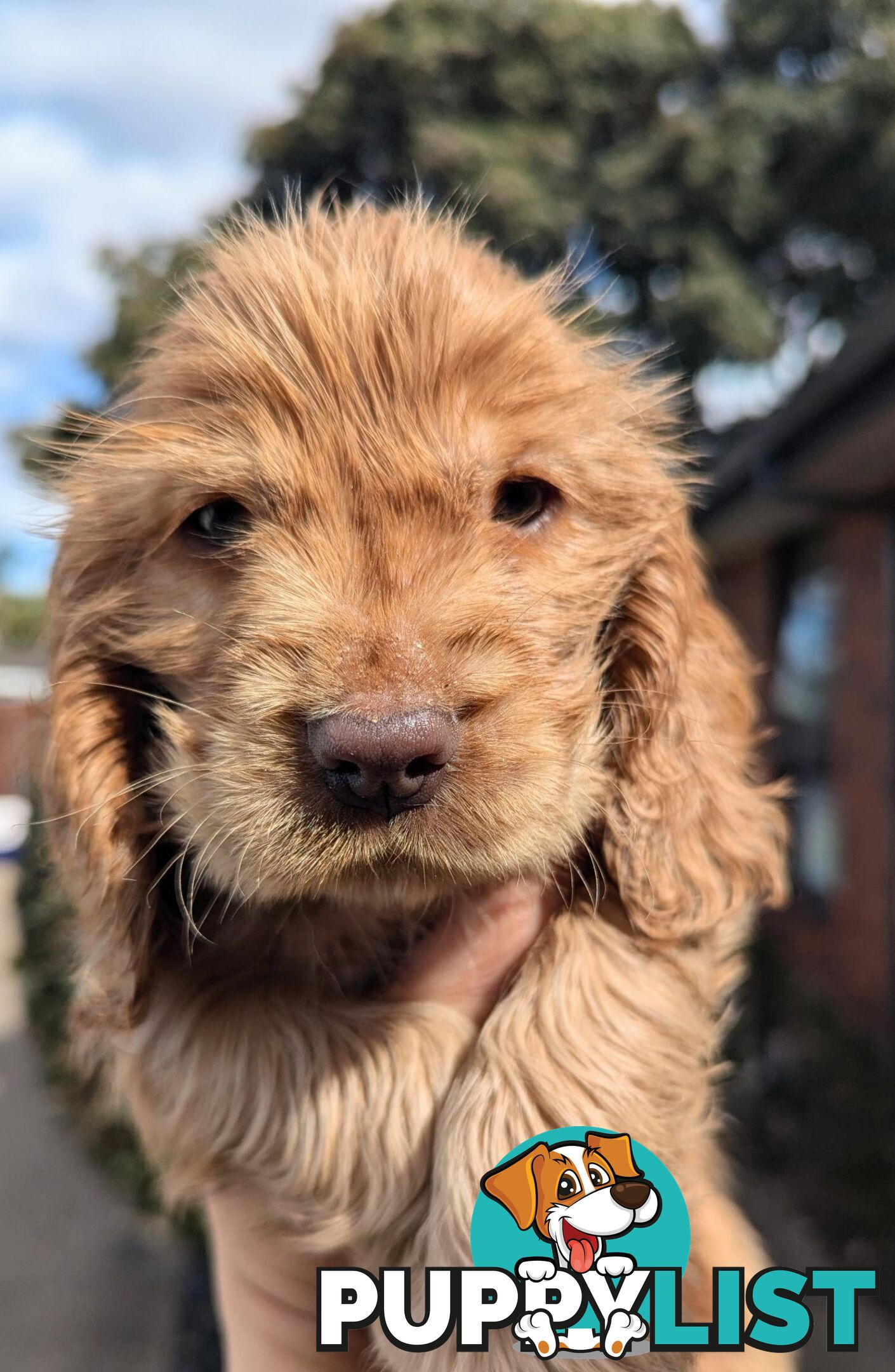 Purebred Pedigree English Cocker Spaniel Puppy