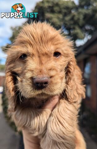 Purebred Pedigree English Cocker Spaniel Puppy