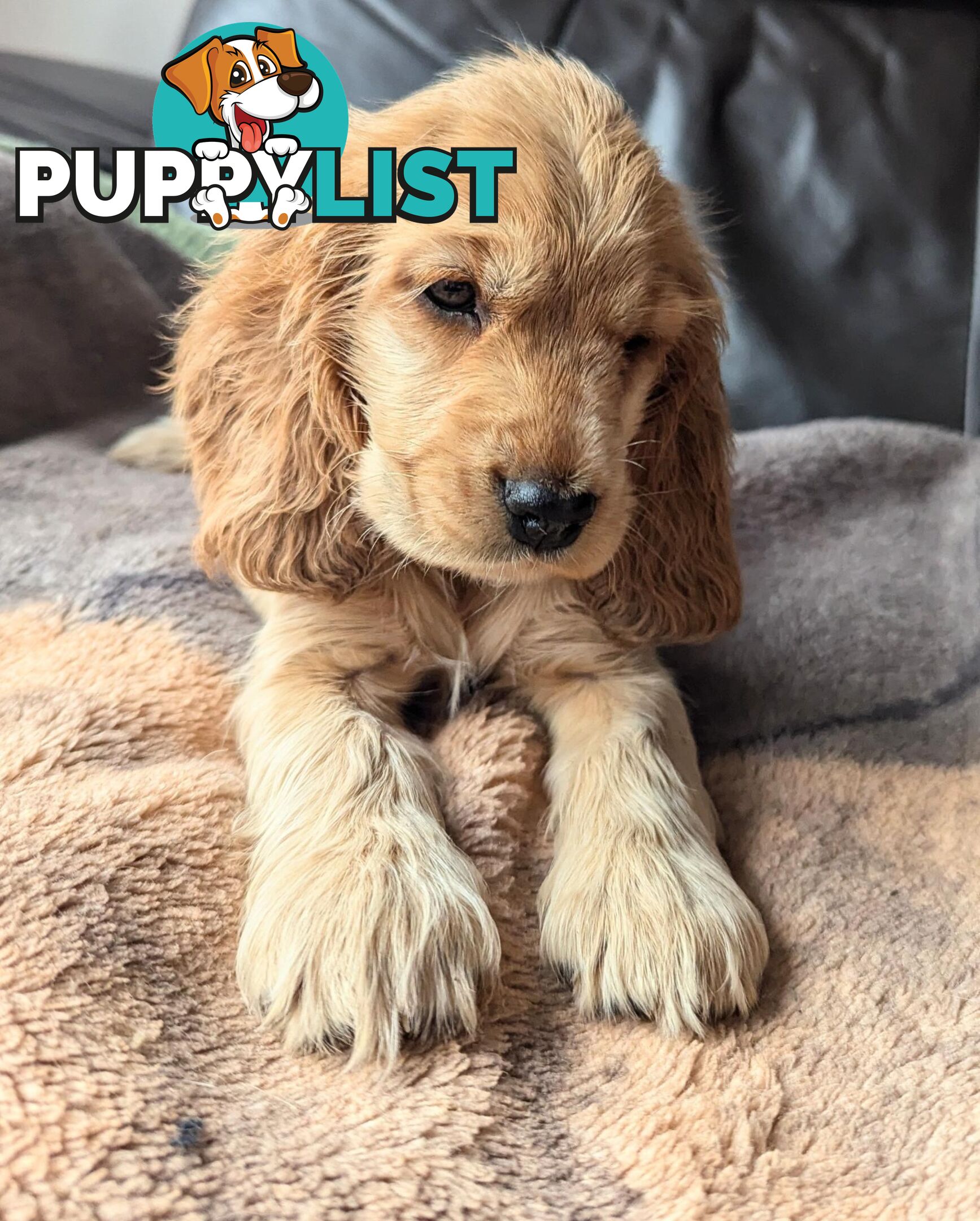 Purebred Pedigree English Cocker Spaniel Puppy