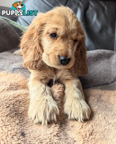 Purebred Pedigree English Cocker Spaniel Puppy