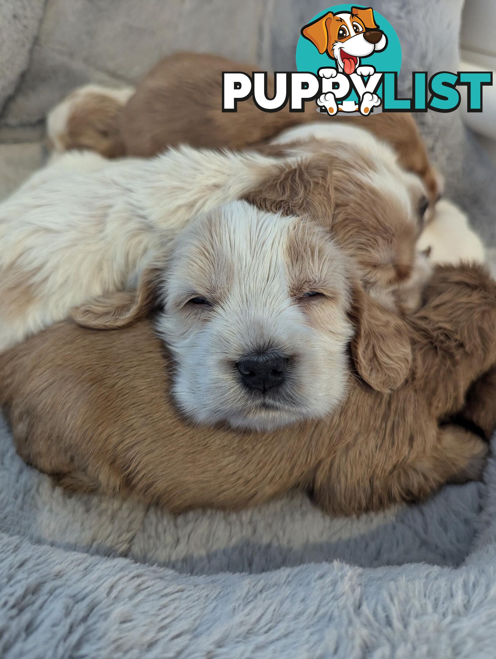 Purebred Pedigree English Cocker Spaniel Puppy