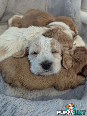 Purebred Pedigree English Cocker Spaniel Puppy