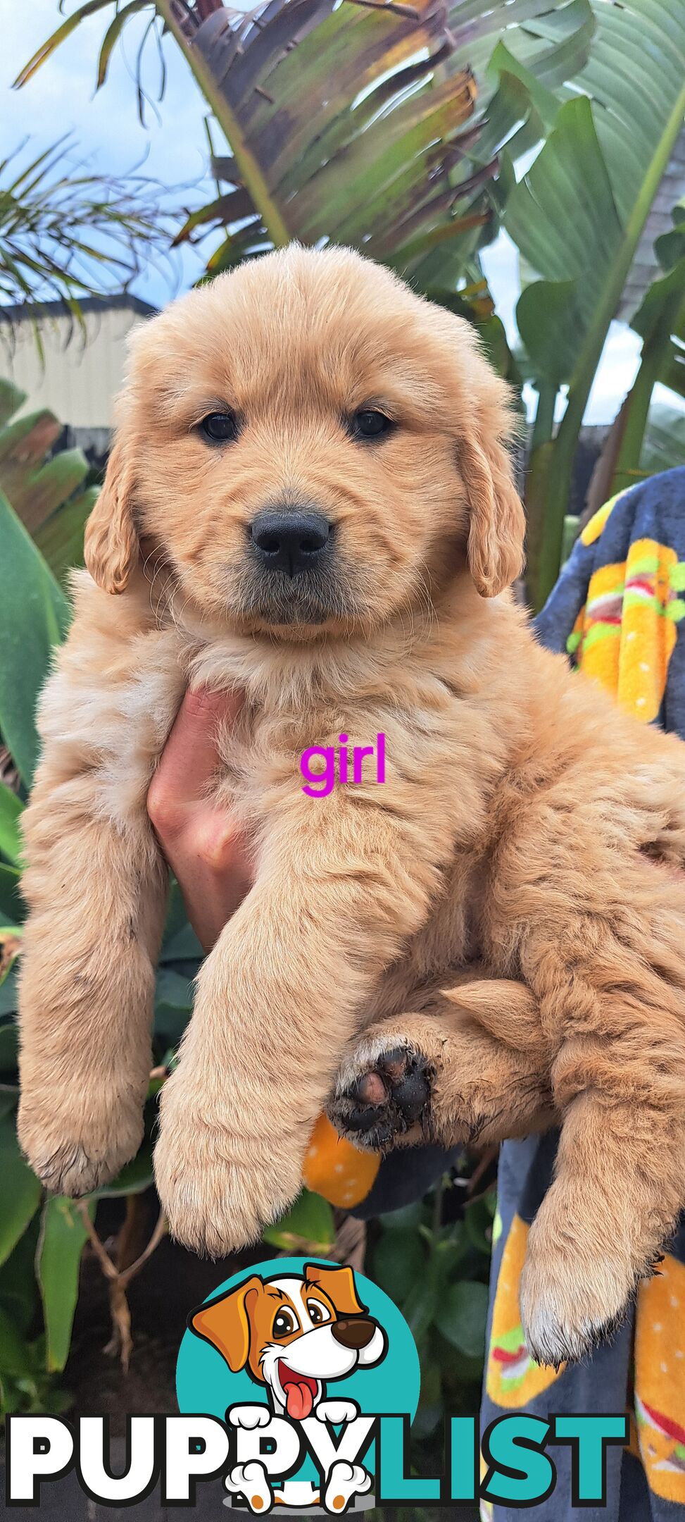 Pure golden retriever puppies