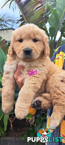 Pure golden retriever puppies