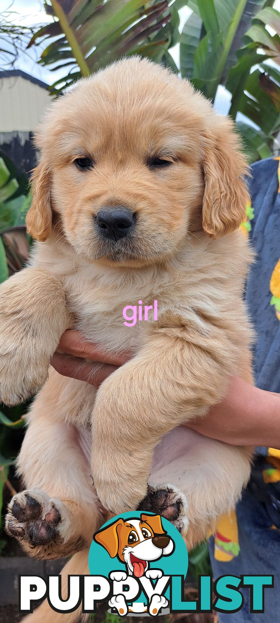 Pure golden retriever puppies