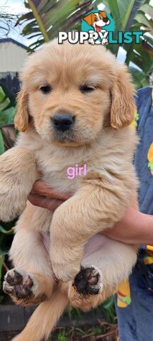 Pure golden retriever puppies