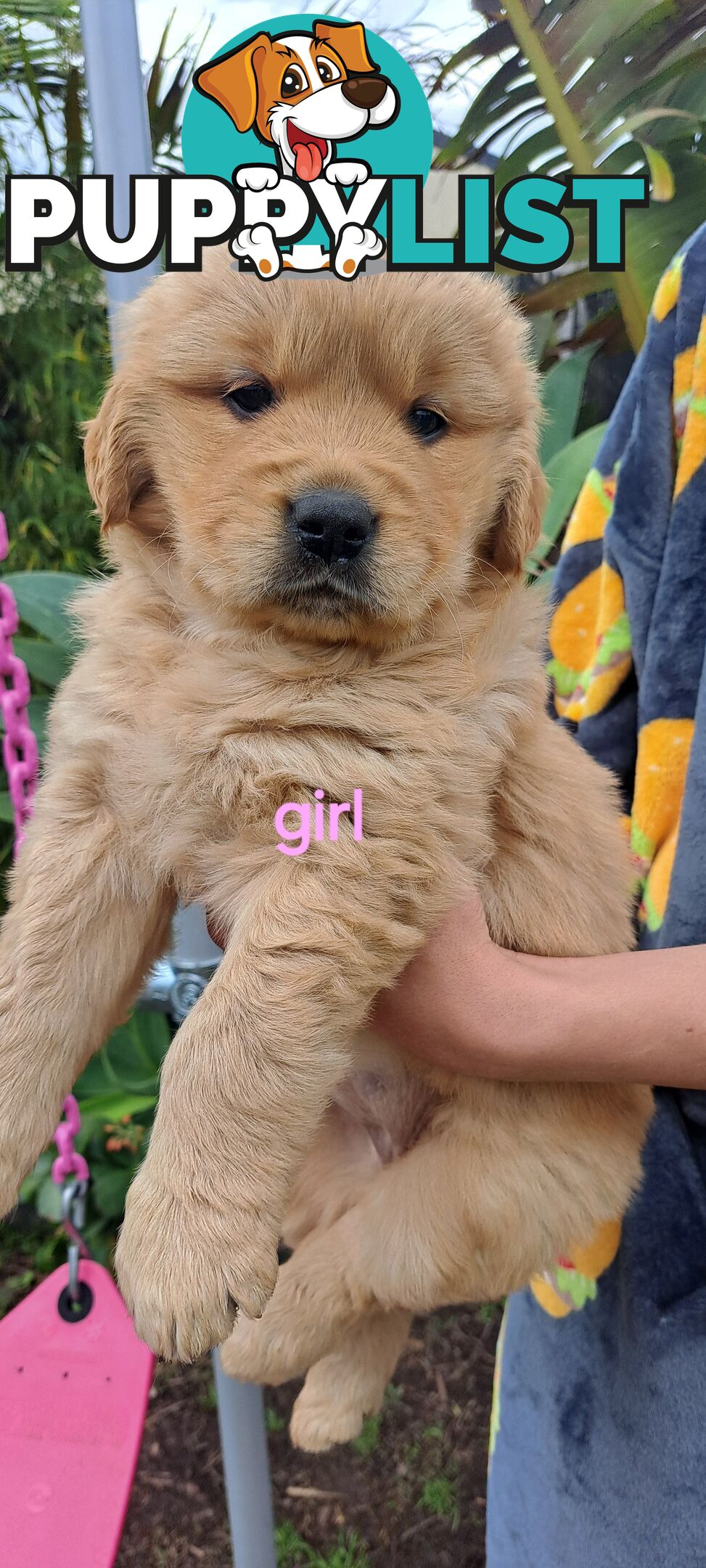 Pure golden retriever puppies